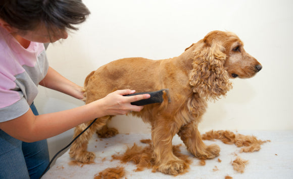 Le guide ultime des tondeuses pour le toilettage des animaux : comment choisir celle qui convient le mieux à votre animal.
