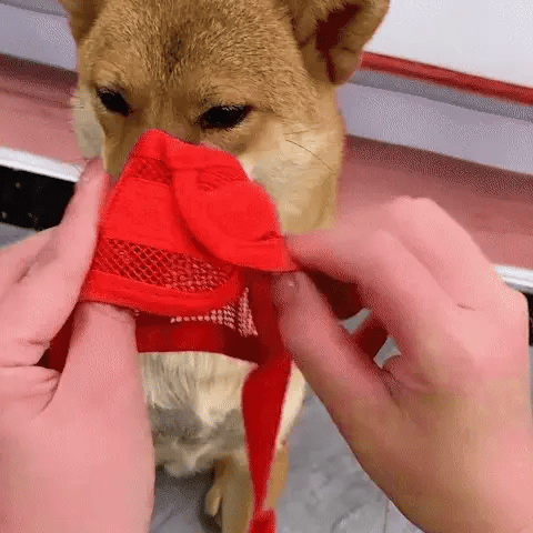 Muselière chien pour boire